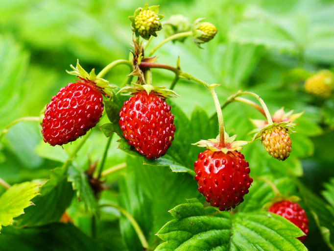 wildStrawberry